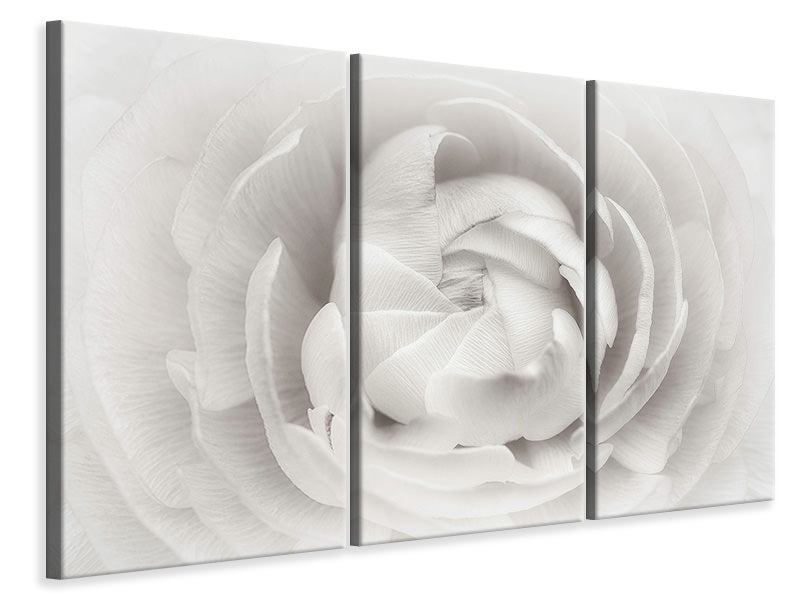 3-piece-canvas-print-ranunculus