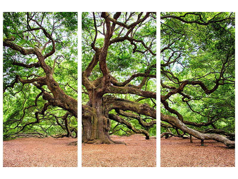 3-piece-canvas-print-the-oak