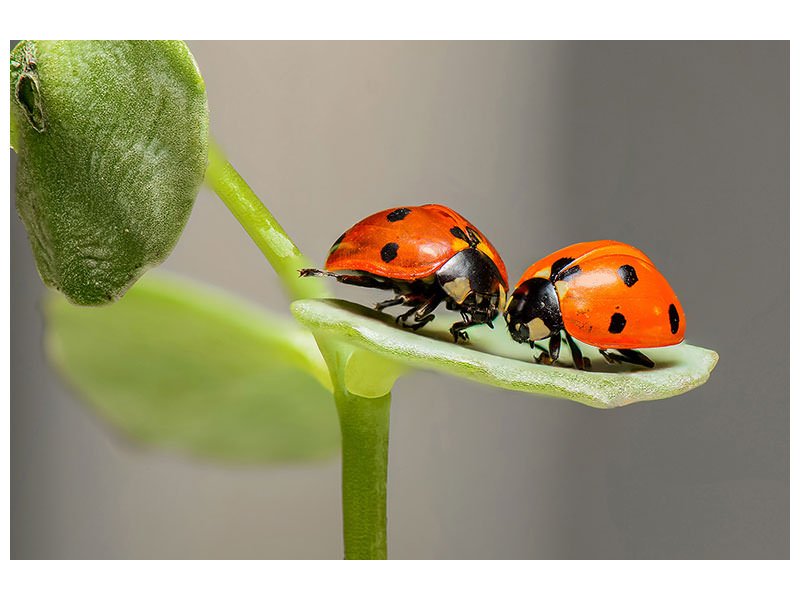 canvas-print-2-ladybirds