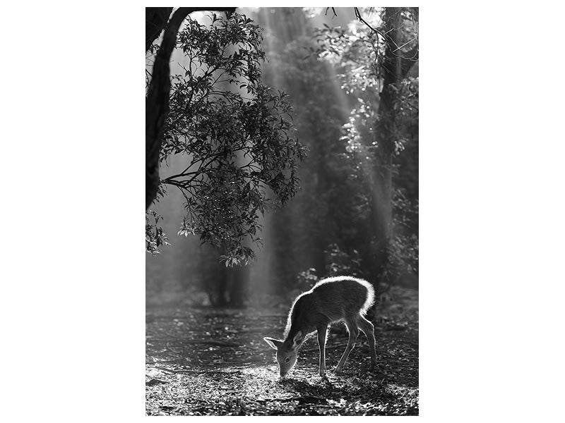 canvas-print-a-fawn-in-the-forest-x