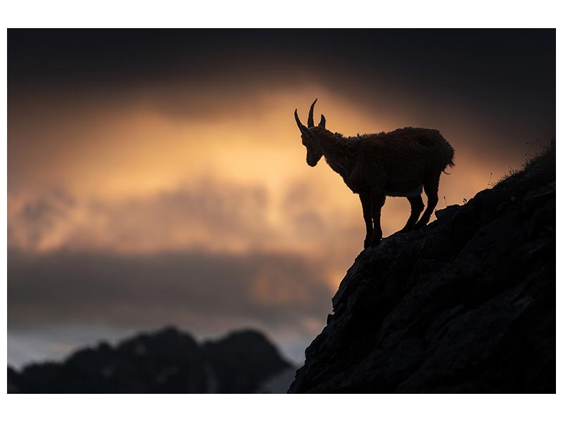 canvas-print-alpine-ibex-x