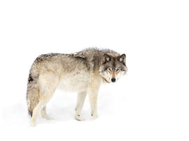 canvas-print-canadian-timber-wolf-walking-through-the-snow