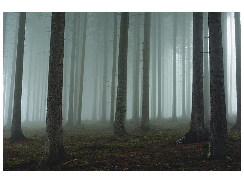 canvas-print-foggy-forest-xcg