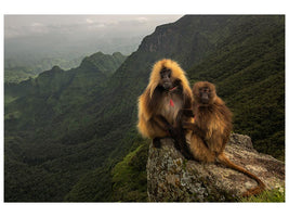 canvas-print-gelada-baboons-xep