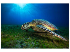 canvas-print-green-turtle-x