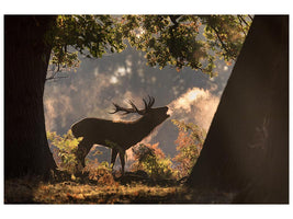 canvas-print-he-waits-in-the-shadows-x