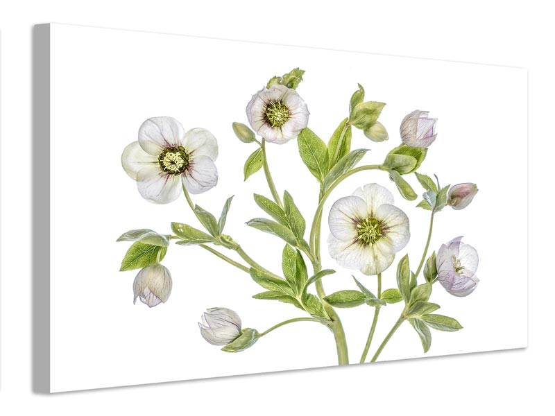 canvas-print-hellebore-x