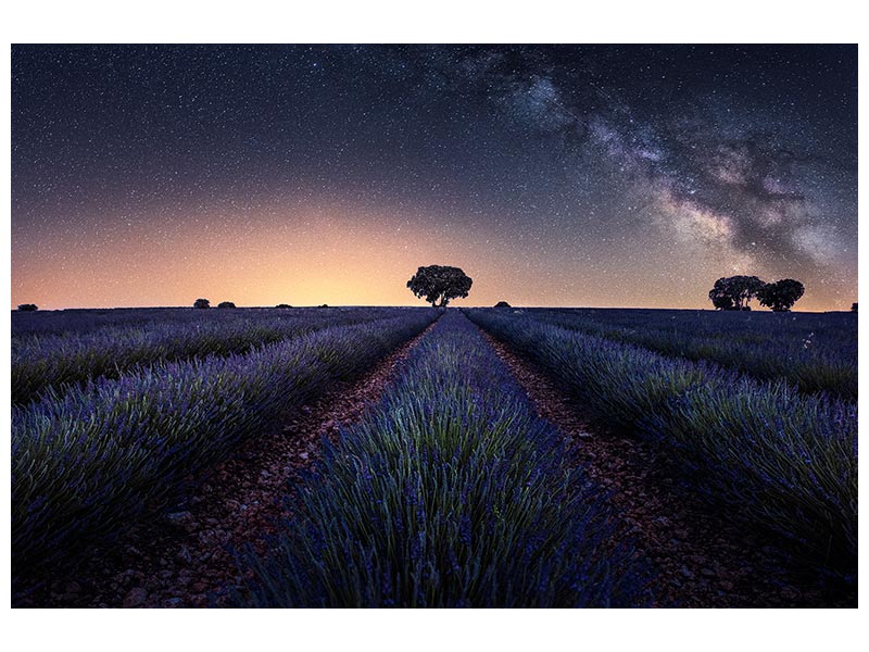 canvas-print-lavender-fields-xxw