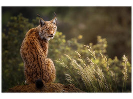 canvas-print-lynx-fine-art-x