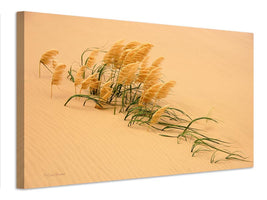 canvas-print-pampas-grass-in-sand-dune-x