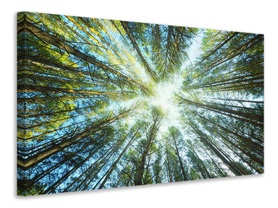 canvas-print-pine-forest