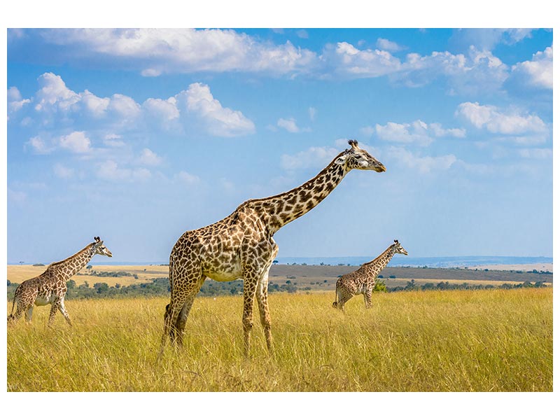 canvas-print-trio-giraffes-x