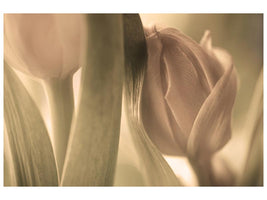 canvas-print-tulips-x