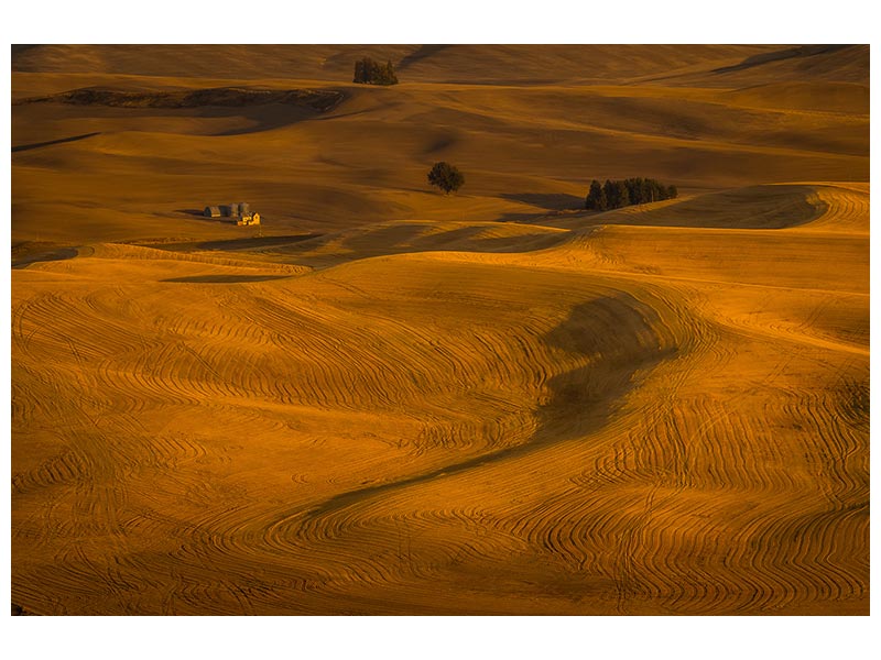 canvas-print-wheat-field-in-sunset-x