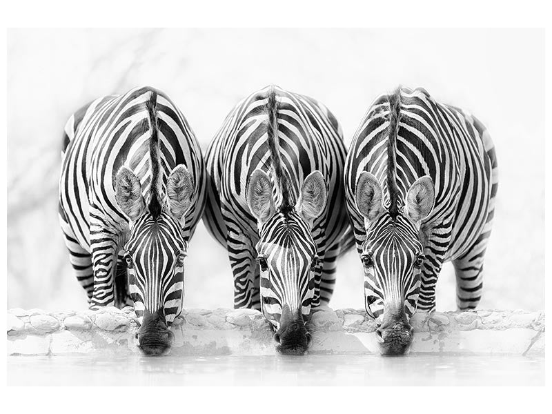 canvas-print-zebras-xbj