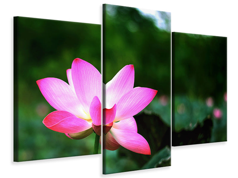 modern-3-piece-canvas-print-lotus-in-nature