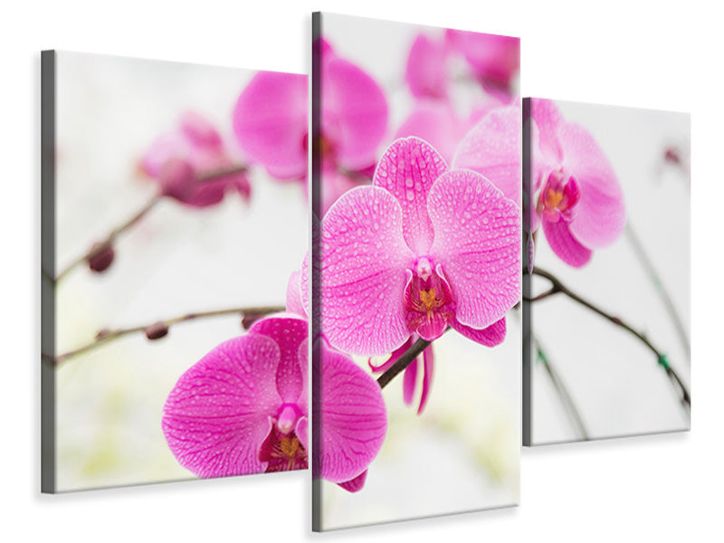 modern-3-piece-canvas-print-the-symbol-of-orchid