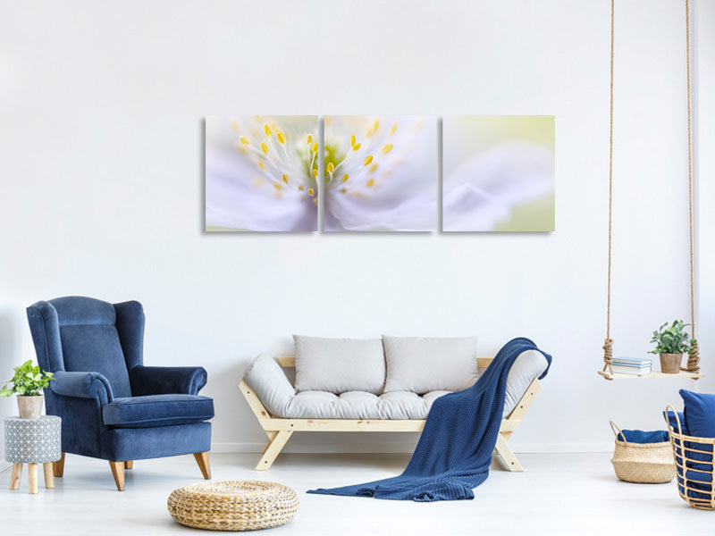panoramic-3-piece-canvas-print-anemone-beauty
