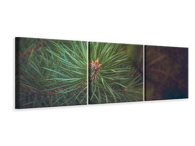 panoramic-3-piece-canvas-print-pine-tree-close-up