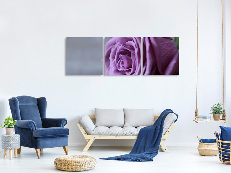 panoramic-3-piece-canvas-print-rose-in-purple-xxl