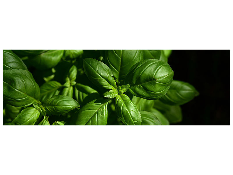 panoramic-canvas-print-basil-in-xl