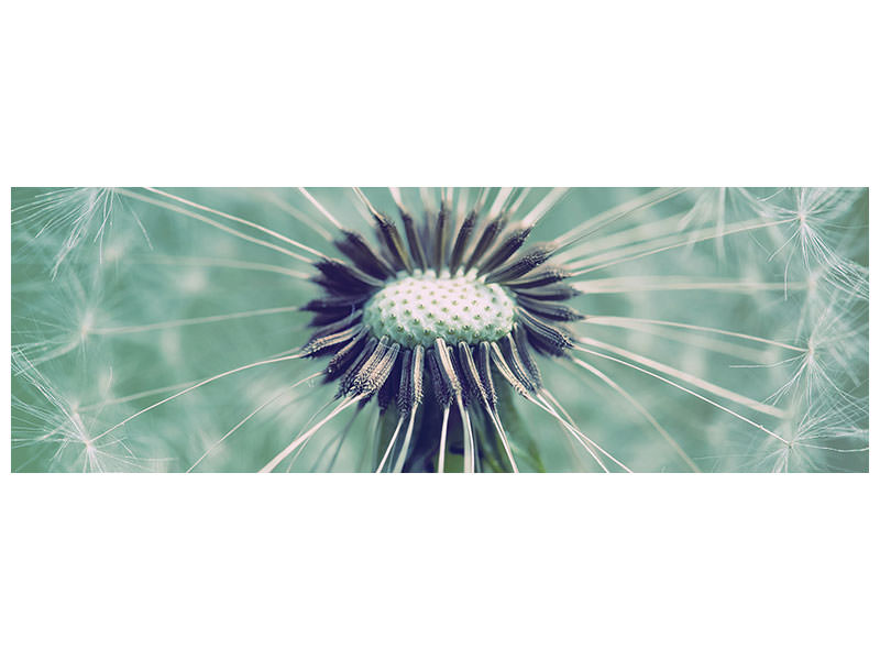 panoramic-canvas-print-close-up-dandelion