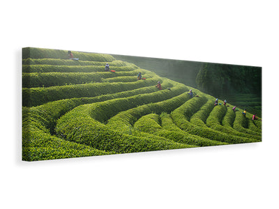 panoramic-canvas-print-green-tea-farm