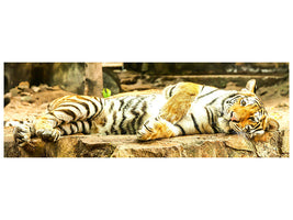 panoramic-canvas-print-the-siberian-tiger