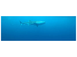 panoramic-canvas-print-the-whale-shark