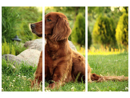 3-piece-canvas-print-attentive-irish-setter