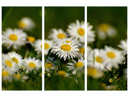 3-piece-canvas-print-daisies-xl-ii