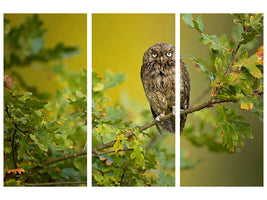 3-piece-canvas-print-eurasian-scops-owl