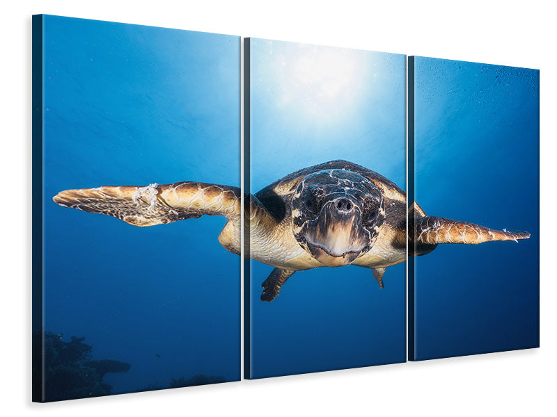 3-piece-canvas-print-face-to-face-with-a-hawksbill-sea-turtle