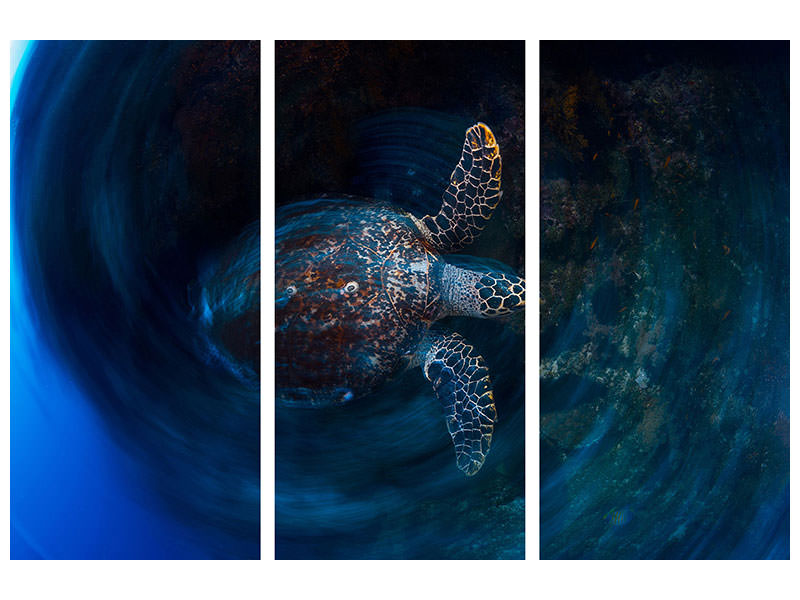3-piece-canvas-print-hawksbill-sea-turtle