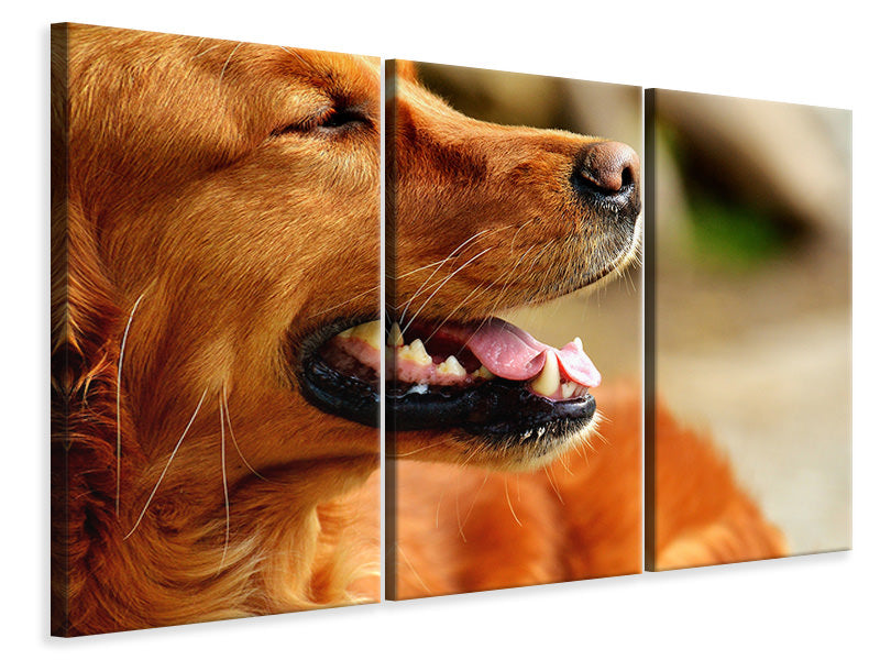 3-piece-canvas-print-irish-setter-muzzle