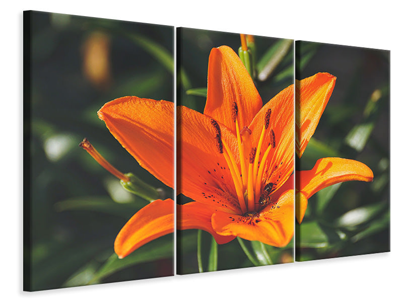 3-piece-canvas-print-lilies-blossom-in-orange-xl