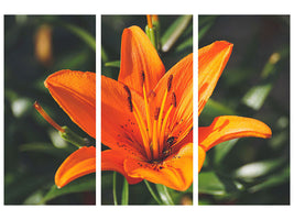 3-piece-canvas-print-lilies-blossom-in-orange-xl