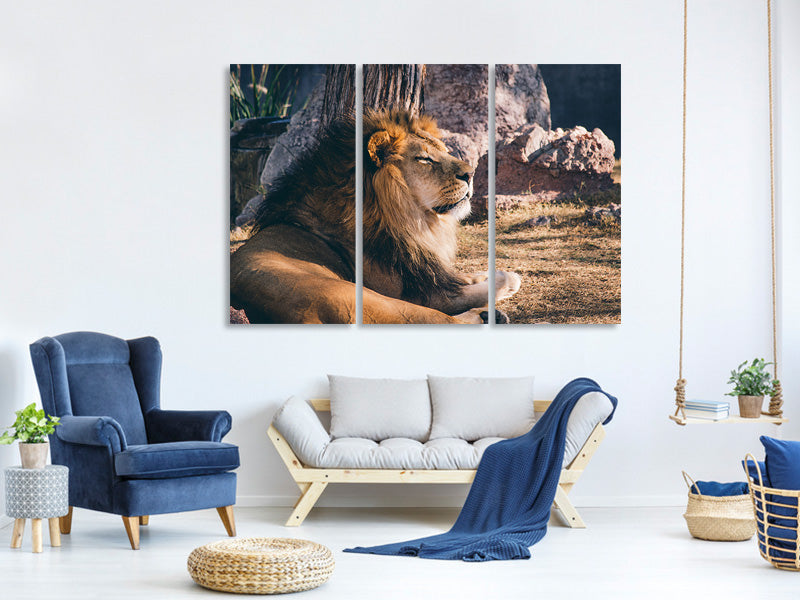 3-piece-canvas-print-lion-is-sunning-himself