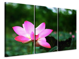 3-piece-canvas-print-lotus-in-nature