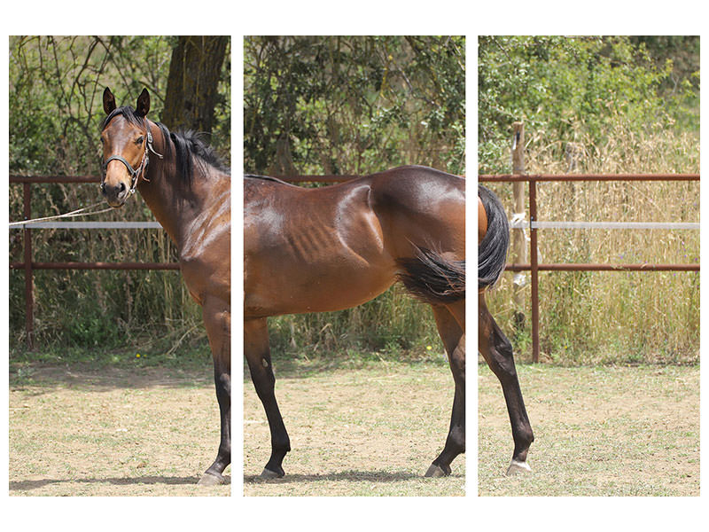 3-piece-canvas-print-magnificent-thoroughbred