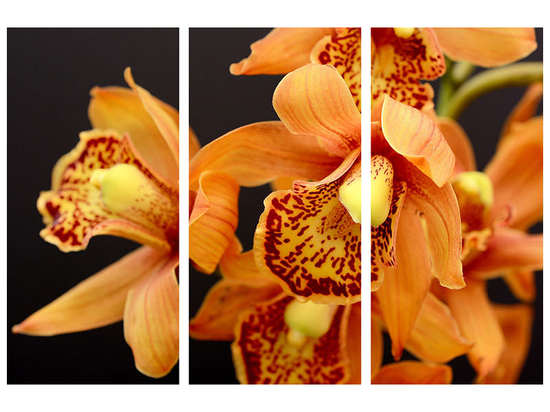 3-piece-canvas-print-orchids-with-orange-flowers