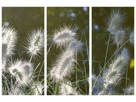 3-piece-canvas-print-ornamental-grasses-in-xl