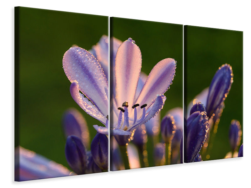 3-piece-canvas-print-ornamental-lilies-with-morning-dew