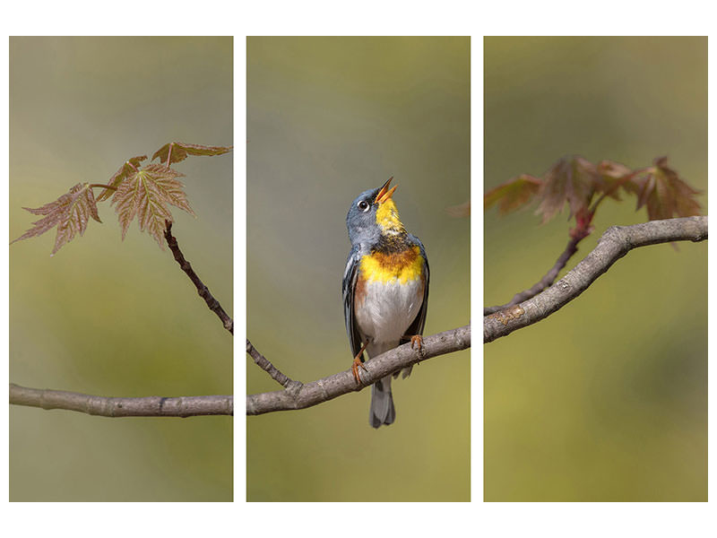 3-piece-canvas-print-parula-on-stage
