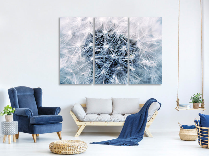 3-piece-canvas-print-ripe-dandelion-close-up