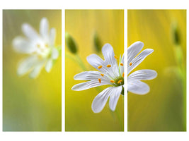 3-piece-canvas-print-stitchwort-ii