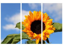 3-piece-canvas-print-sunflower-in-bloom