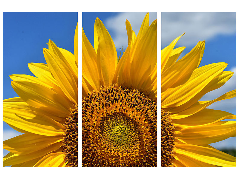 3-piece-canvas-print-sunflower-in-xxl