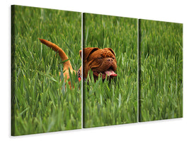 3-piece-canvas-print-the-mastiff-in-the-grass