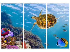 3-piece-canvas-print-the-turtle